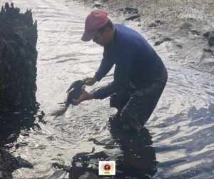 EVSU-CC Celebrates Productive Bangus Harvest from Income-Generating Initiative