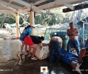 EVSU-CC Celebrates Productive Bangus Harvest from Income-Generating Initiative