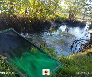 EVSU-CC Celebrates Productive Bangus Harvest from Income-Generating Initiative