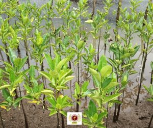 EVSU-CC Graduating Students Leave a Lasting Green Legacy Through Tree-Planting Initiative