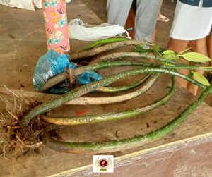 EVSU-CC Graduating Students Leave a Lasting Green Legacy Through Tree-Planting Initiative