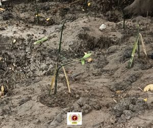 EVSU-CC Graduating Students Leave a Lasting Green Legacy Through Tree-Planting Initiative