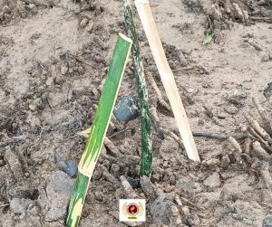 EVSU-CC Graduating Students Leave a Lasting Green Legacy Through Tree-Planting Initiative